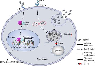 Innate and Adaptive Immune Responses Against Microsporidia Infection in Mammals